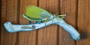 Bob Mead - Green Drake