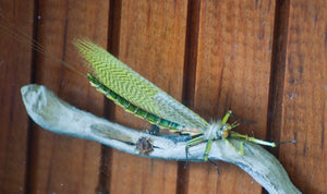 Bob Mead - Green Drake