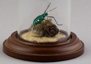 Brad Wilson Domed Fly - Six Spotted Tiger Beetle