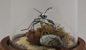 Brad Wilson Domed Fly - Six Spotted Tiger Beetle