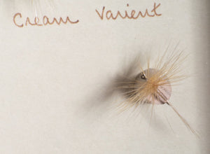 Elsie Darbee Framed Flies