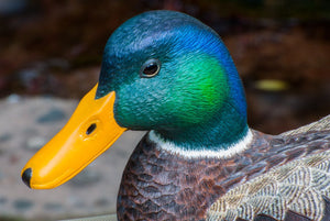 Jonas, Joe - Mallard Drake Duck Carving