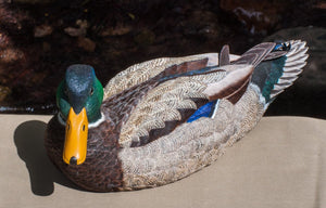Jonas, Joe - Mallard Drake Duck Carving
