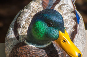 Jonas, Joe - Mallard Drake Duck Carving