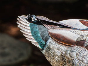 Jonas, Joe - Mallard Drake Duck Carving