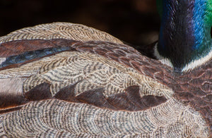 Jonas, Joe - Mallard Drake Duck Carving