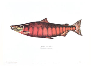 Schwiebert, Ernest - "Salmon of the World"