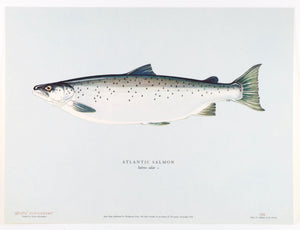 Schwiebert, Ernest - "Salmon of the World"