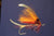 Ken Iwamasa Salmon Fly - Flame Marabou Salmon Fly 3/0