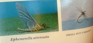 Art Flick Nymphs, Materials & Ephemera