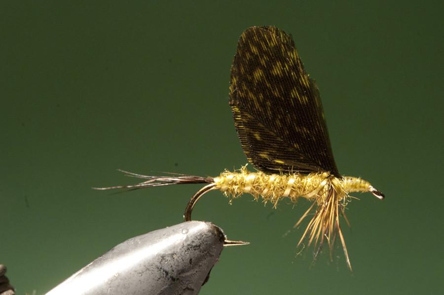 Ken Iwamasa - #10 E. Grandis