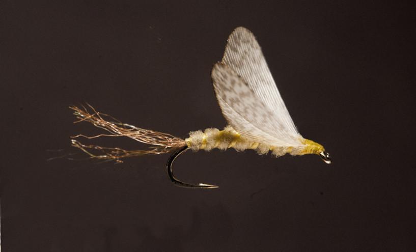 Ken Iwamasa - #14 No Hackle PMD