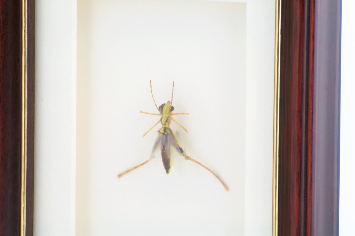Betts, John - Framed Flies