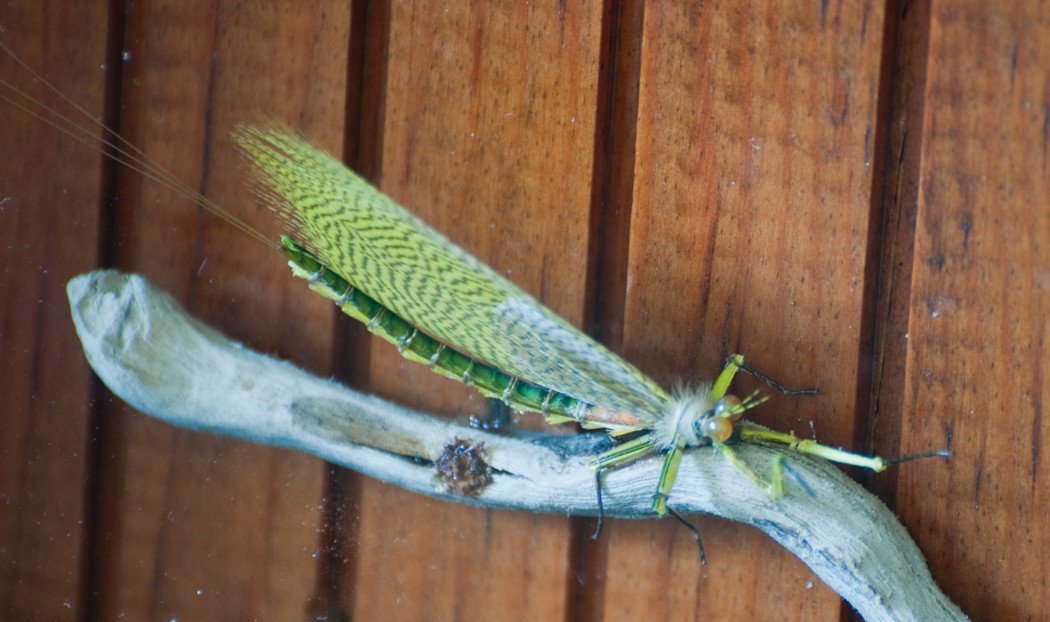 Bob Mead - Green Drake