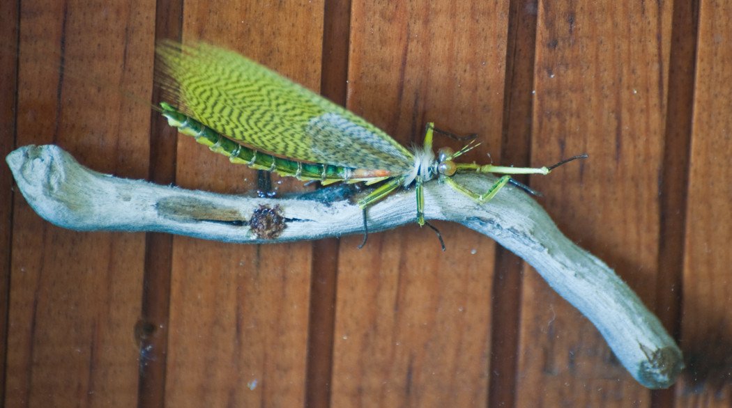 Bob Mead - Green Drake 