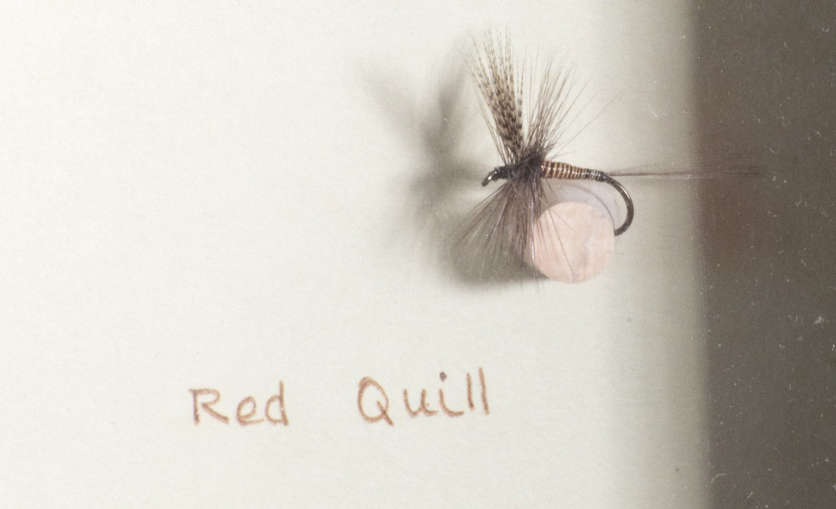 Elsie Darbee Framed Flies