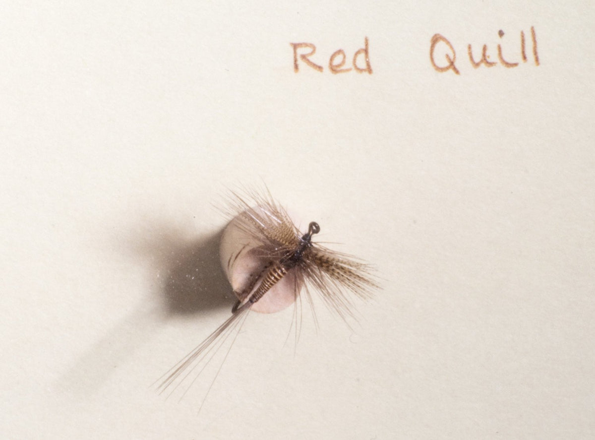 Elsie Darbee Framed Flies 