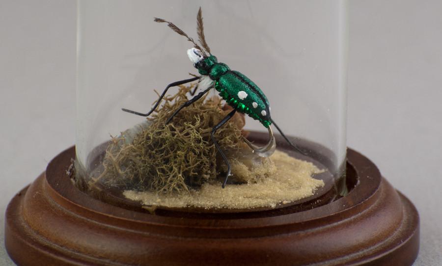 Brad Wilson Domed Fly - Six Spotted Tiger Beetle