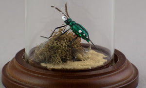 Brad Wilson Domed Fly - Six Spotted Tiger Beetle