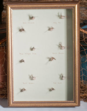 Elsie Darbee Framed Flies 