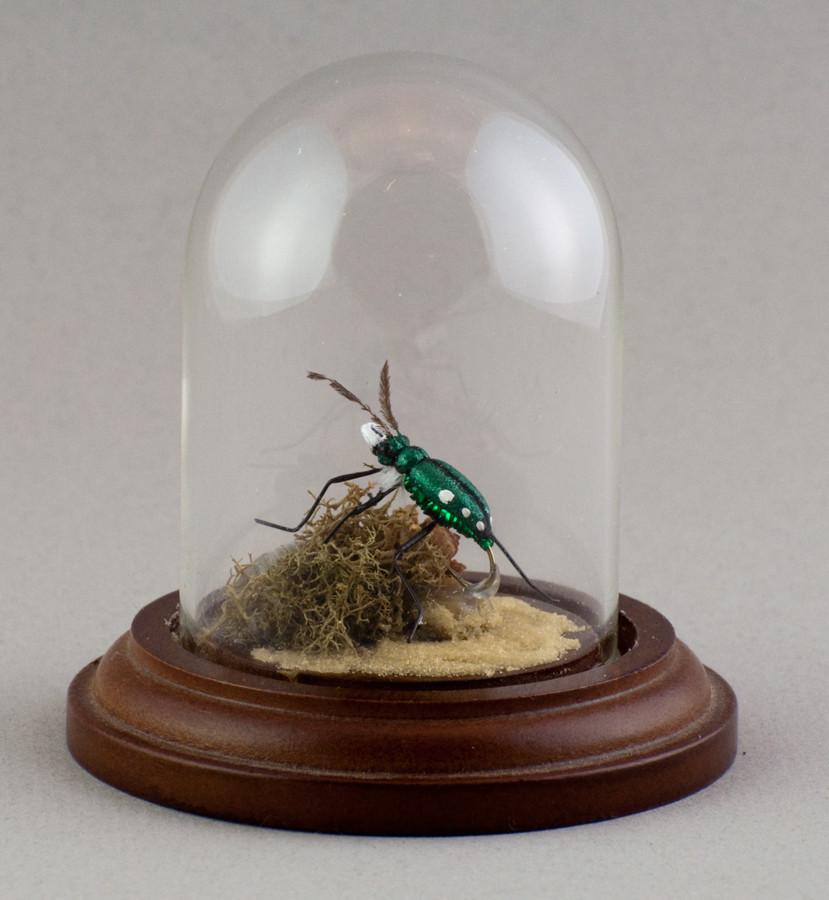 Brad Wilson Domed Fly - Six Spotted Tiger Beetle 