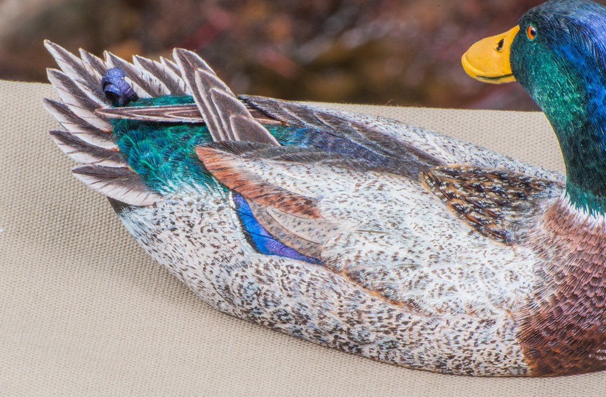Jonas, Joe - Mallard Drake Duck Carving 