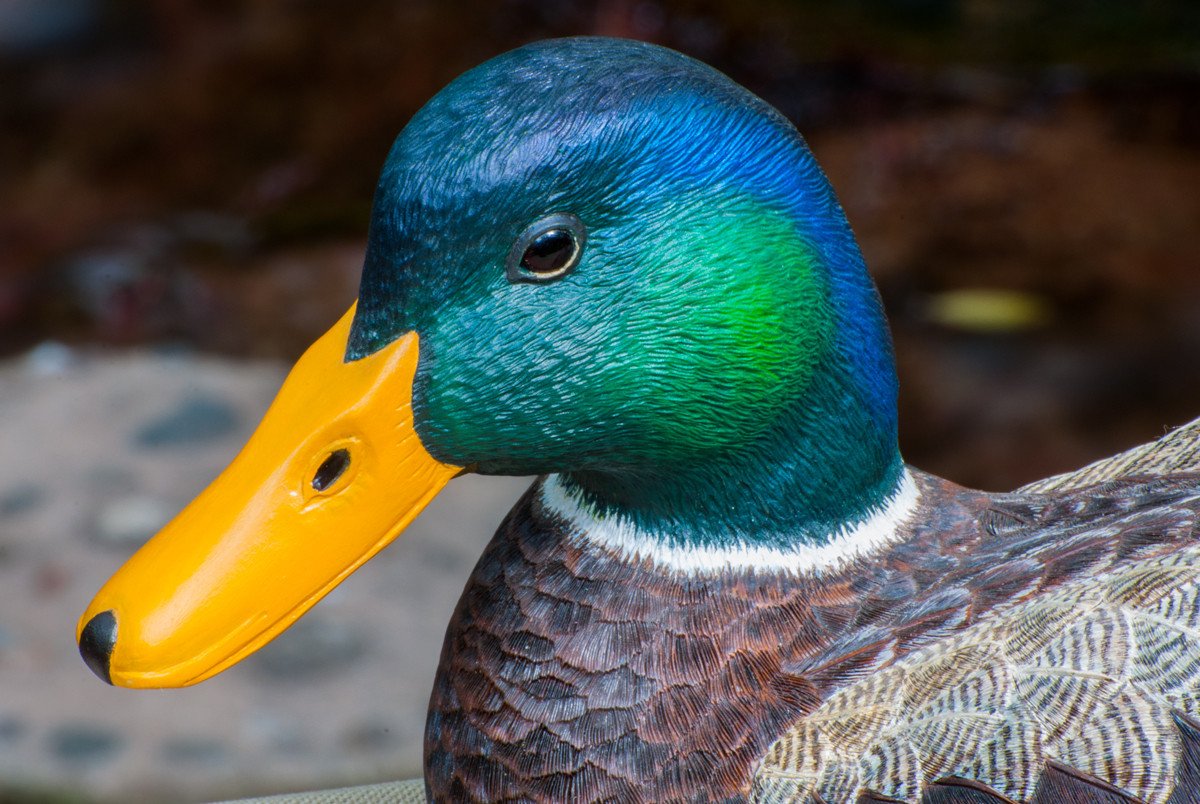 Jonas, Joe - Mallard Drake Duck Carving