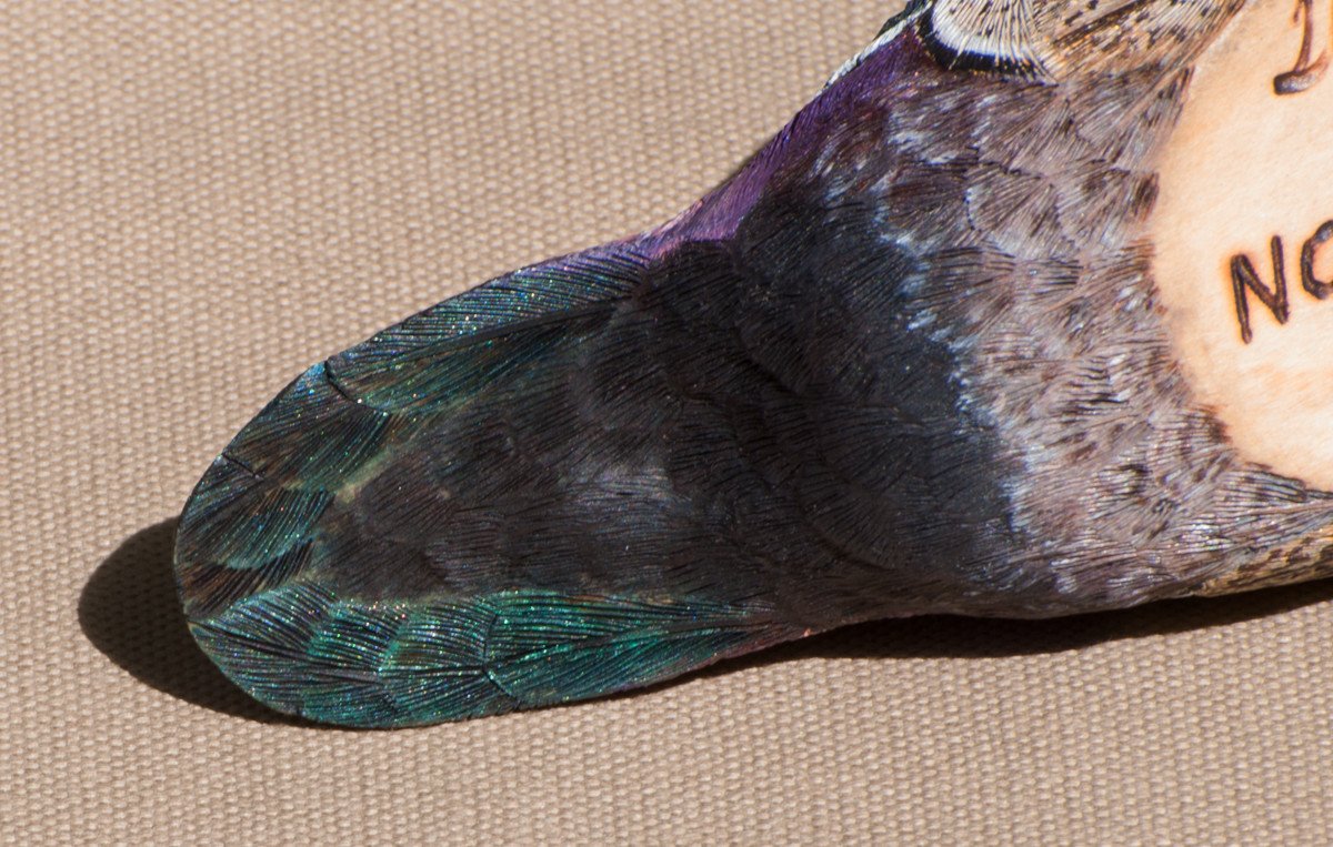 Jonas, Joe - Wood Drake Duck Carving