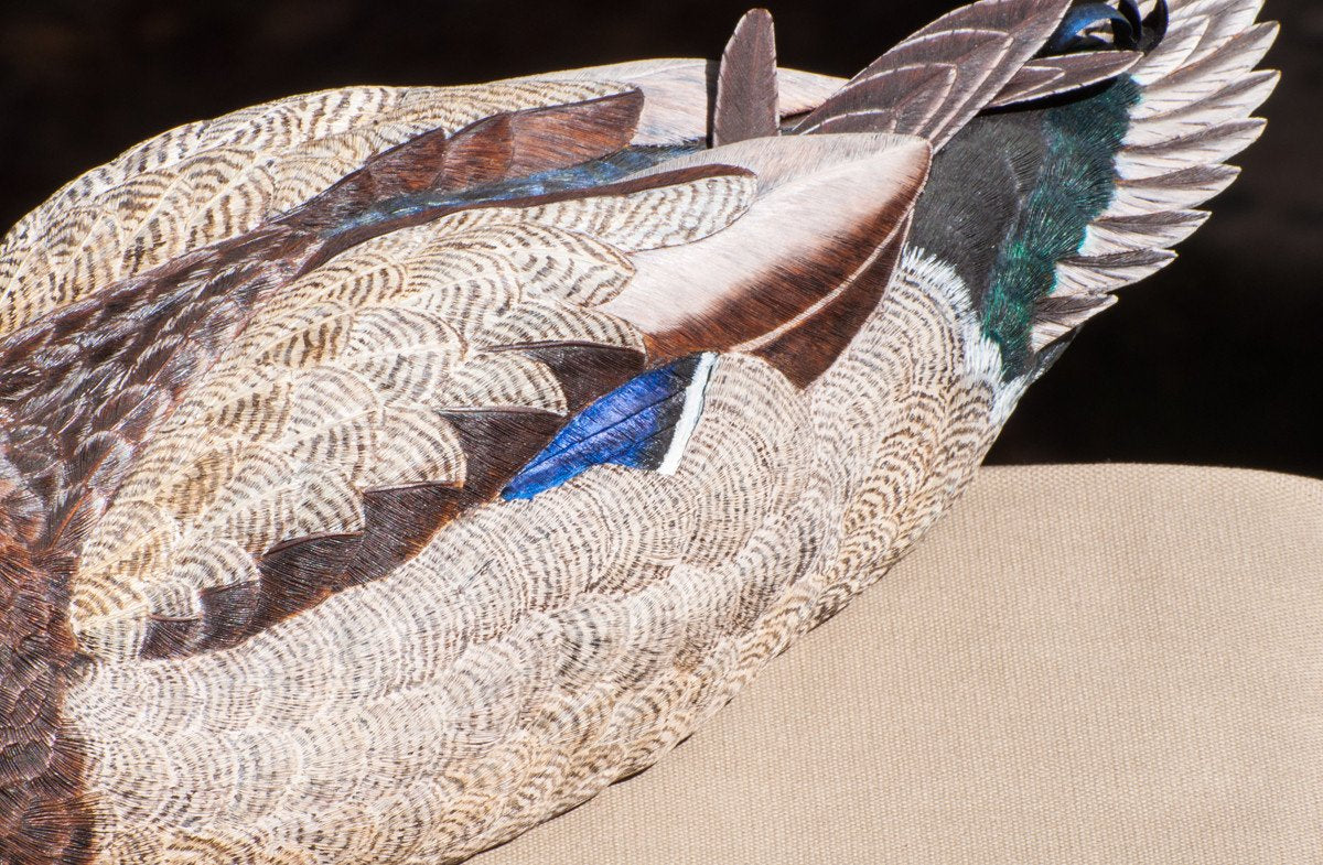 Jonas, Joe - Mallard Drake Duck Carving 