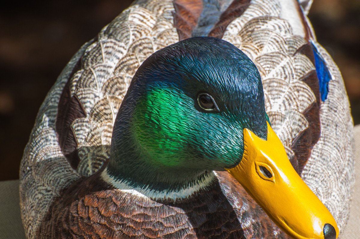 Jonas, Joe - Mallard Drake Duck Carving 