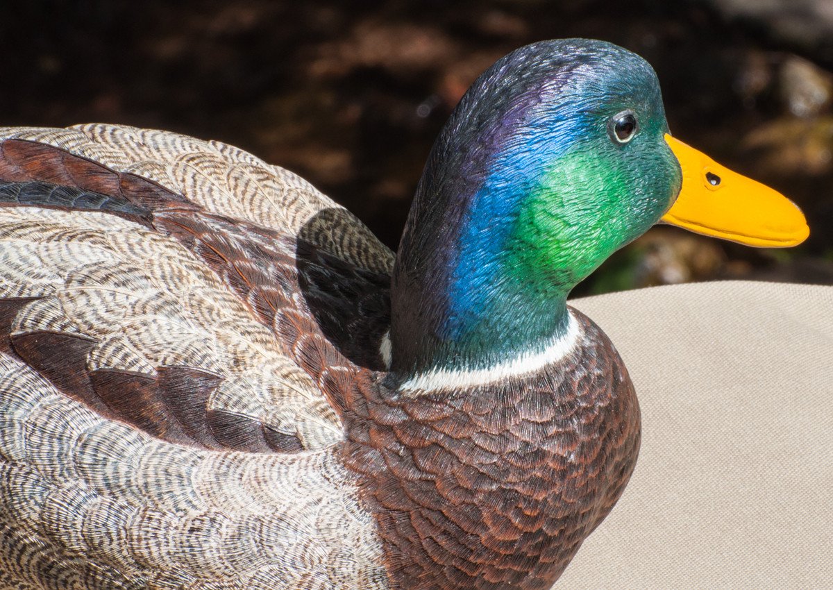 Jonas, Joe - Mallard Drake Duck Carving
