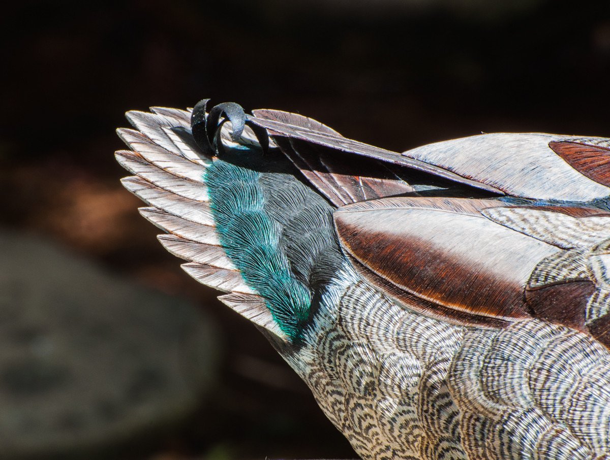 Jonas, Joe - Mallard Drake Duck Carving