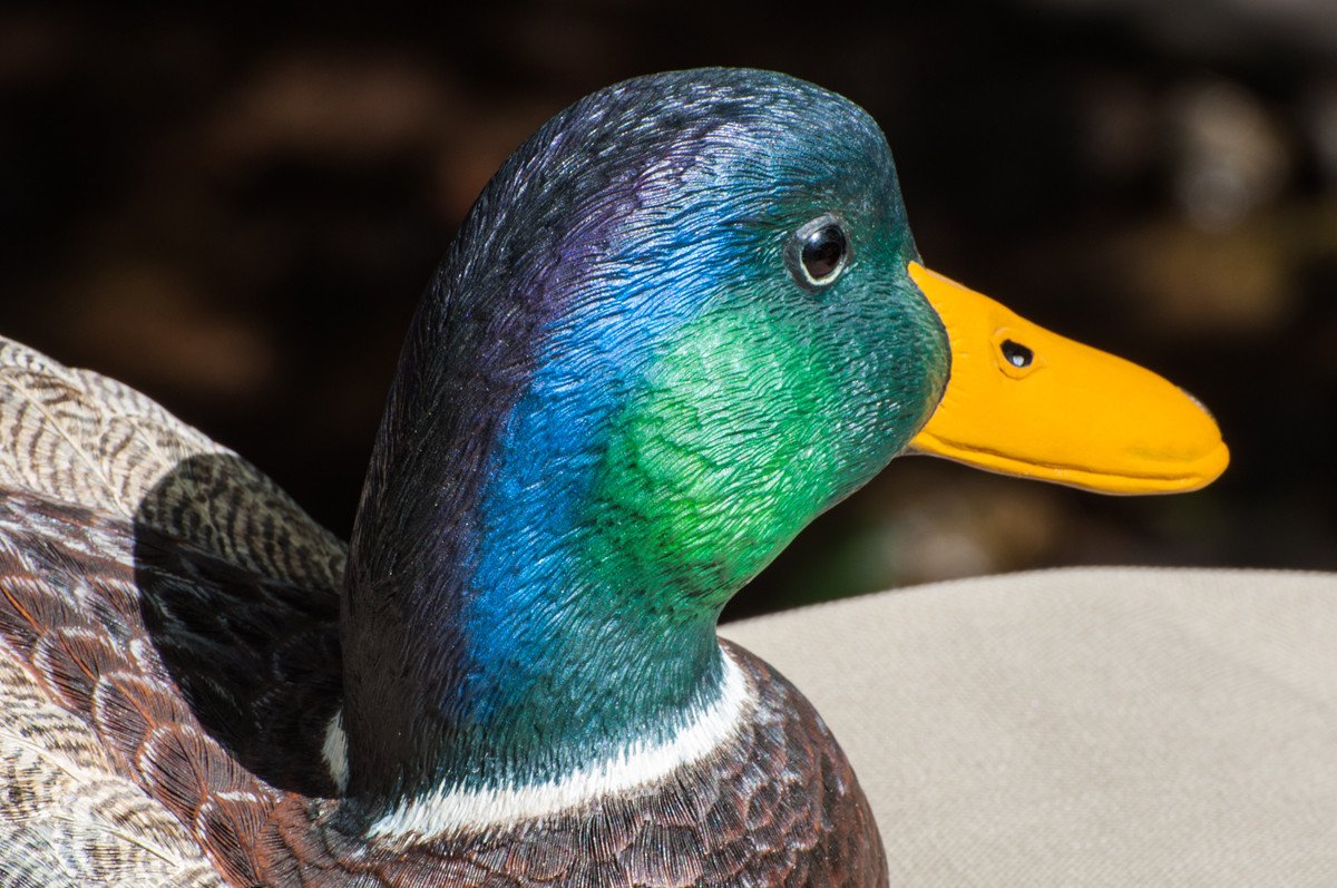 Jonas, Joe - Mallard Drake Duck Carving 
