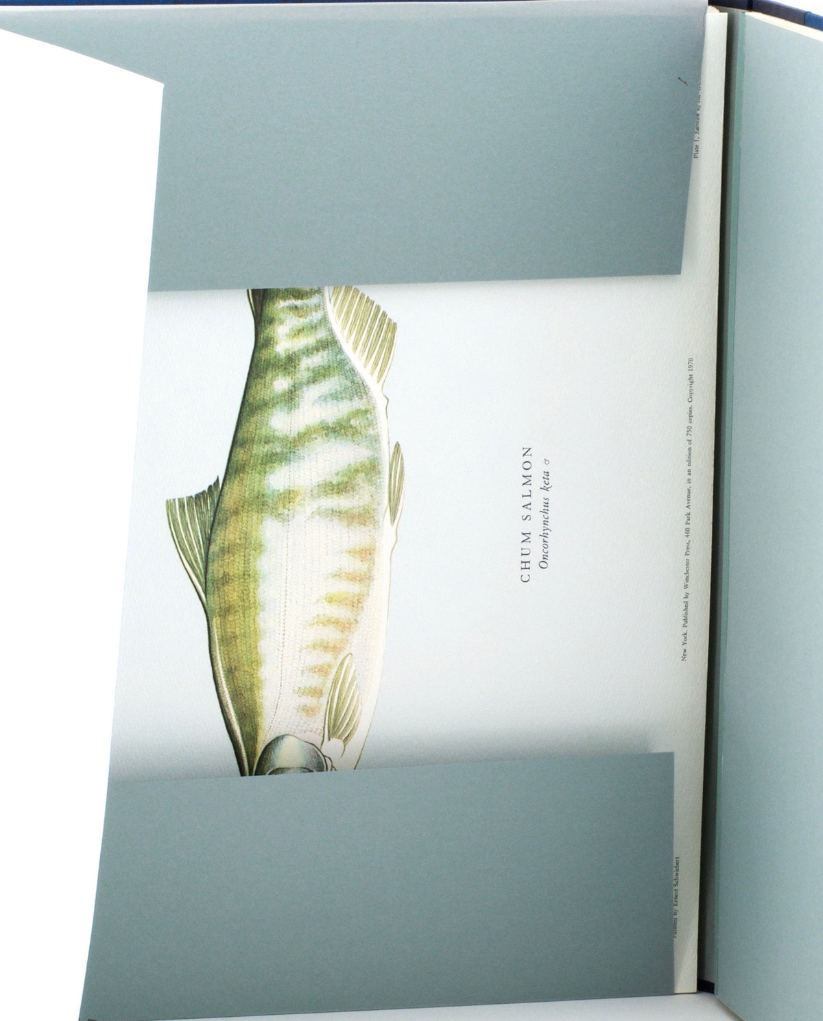 Schwiebert, Ernest - "Salmon of the World" 