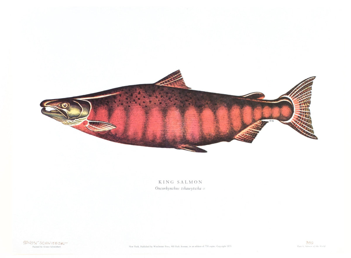 Schwiebert, Ernest - "Salmon of the World"