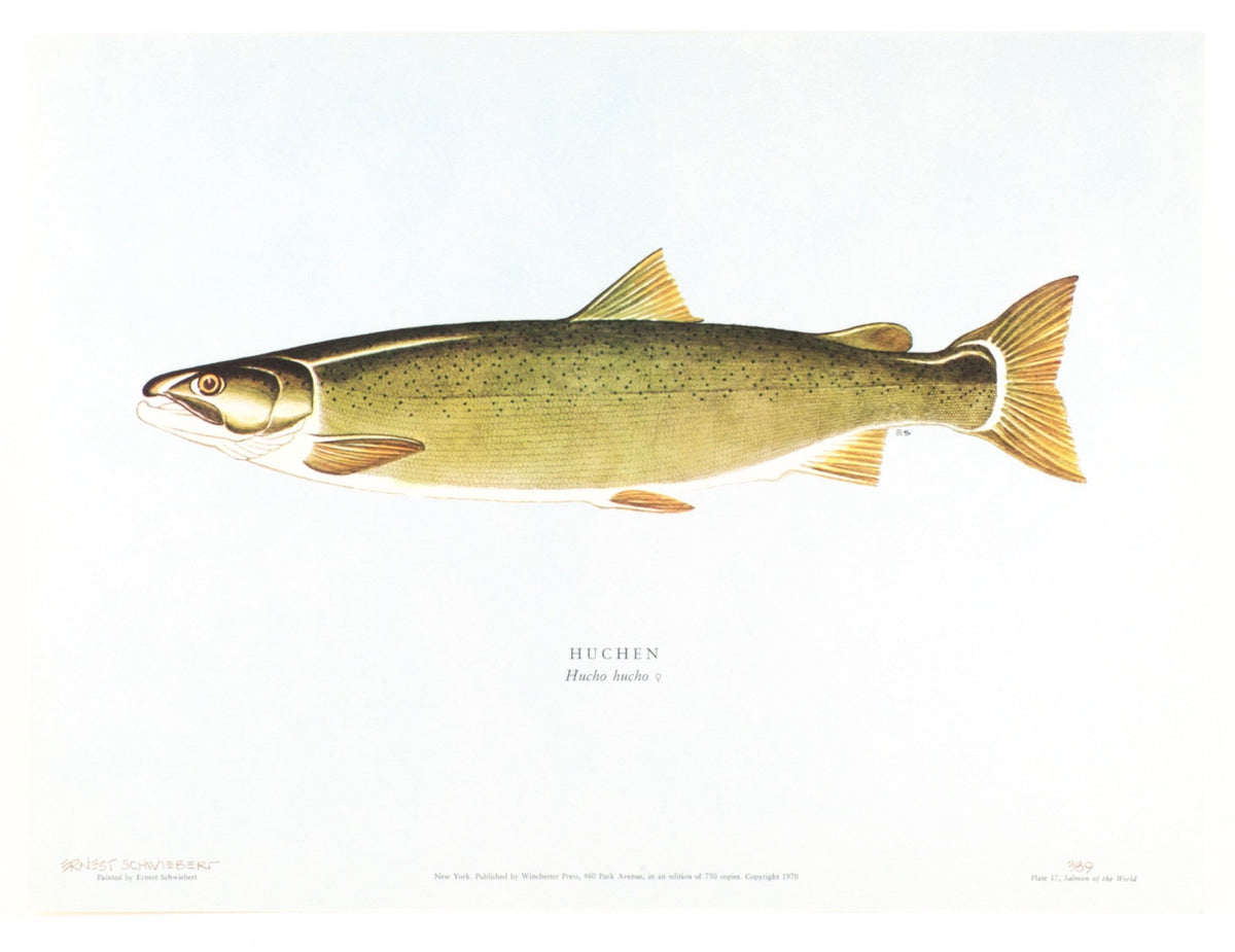 Schwiebert, Ernest - "Salmon of the World" 