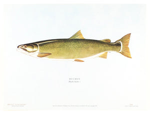 Schwiebert, Ernest - "Salmon of the World" 