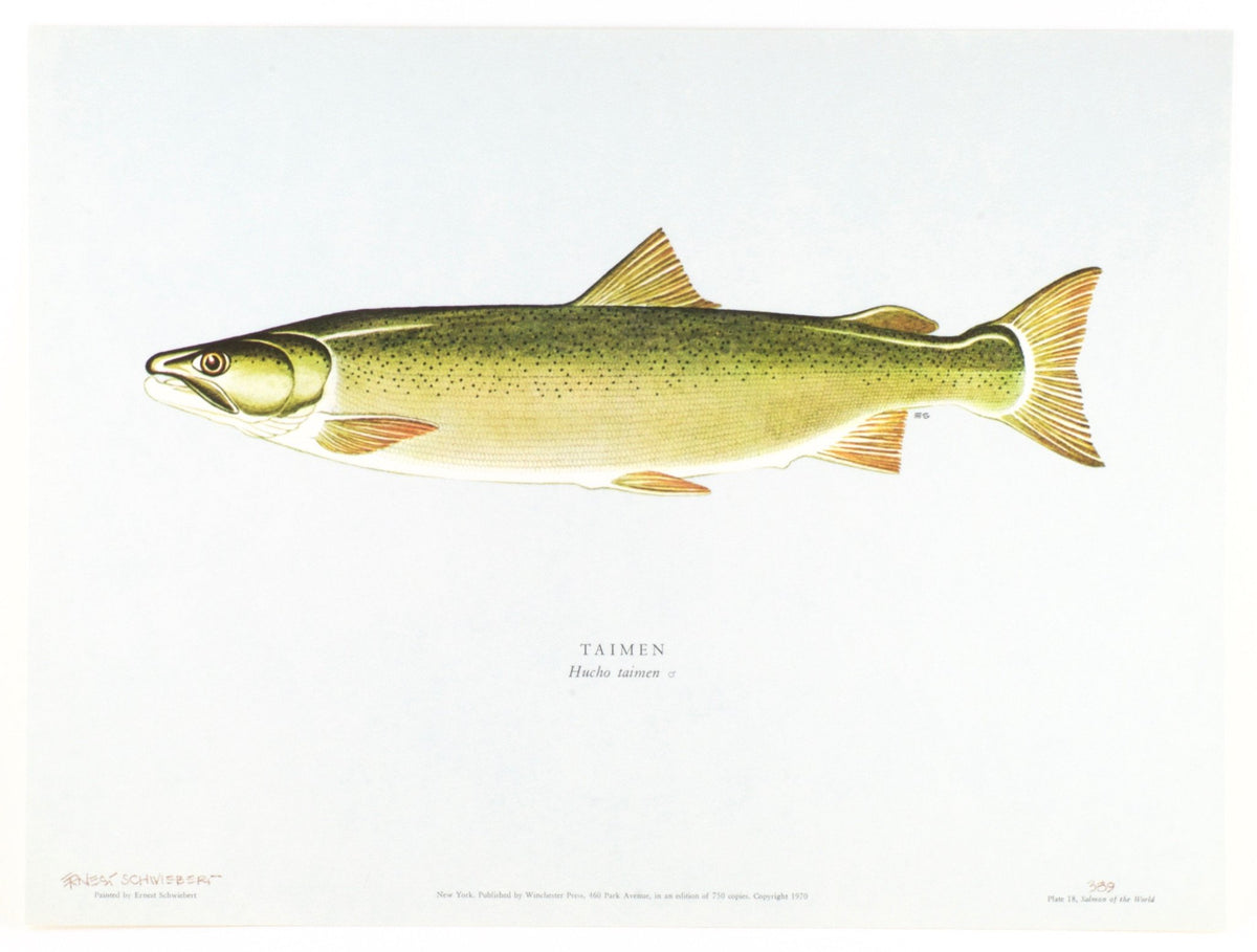 Schwiebert, Ernest - "Salmon of the World"