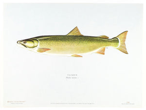 Schwiebert, Ernest - "Salmon of the World" 