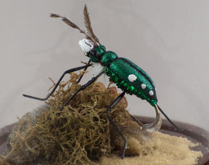 Brad Wilson Domed Fly - Six Spotted Tiger Beetle
