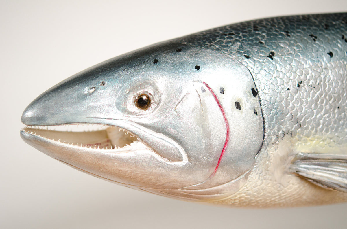 Mark Bennett Atlantic Salmon Carving