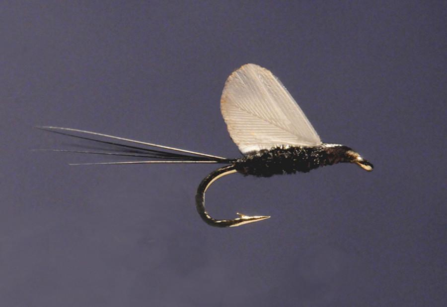 Ken Iwamasa - #20 No Hackle Trico