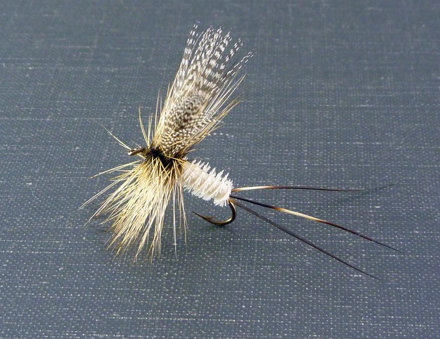 Dette Fly - Coffin Fly 