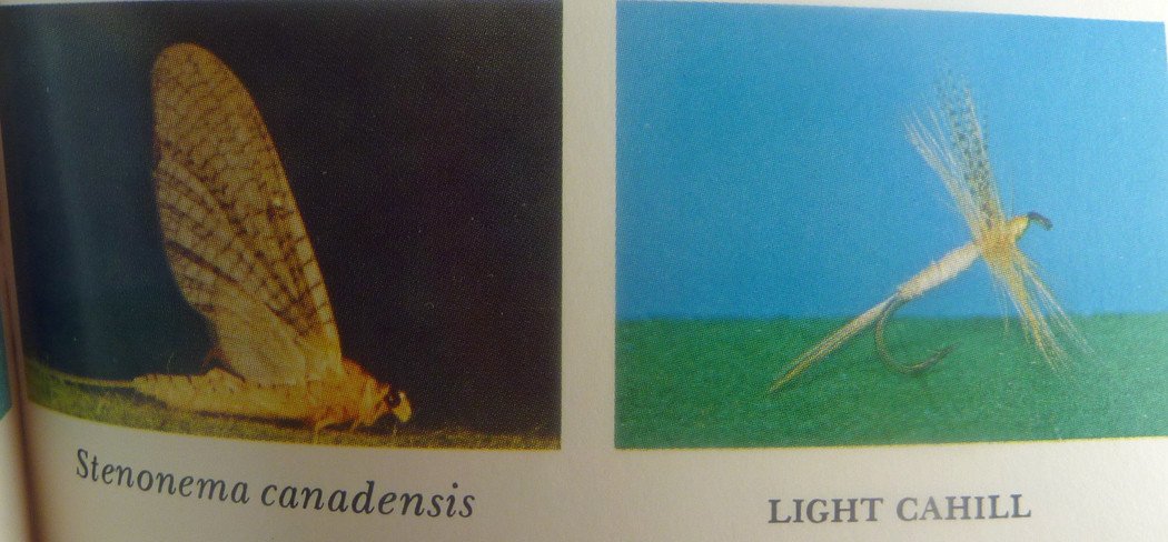 Art Flick Nymphs, Materials & Ephemera 