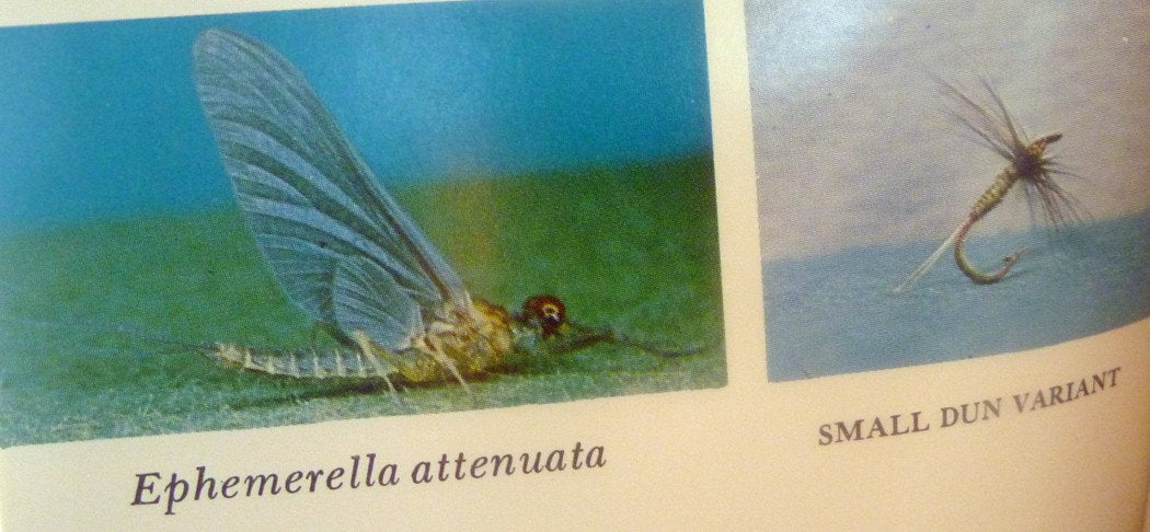 Art Flick Nymphs, Materials & Ephemera 