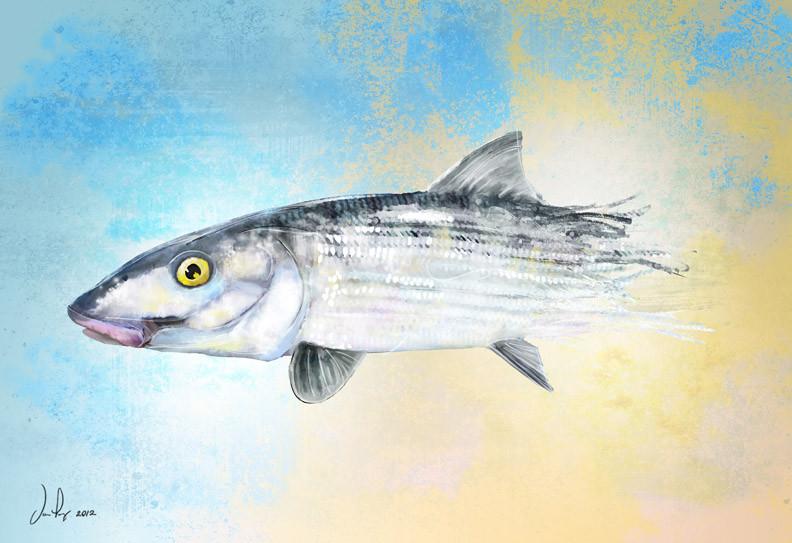 Fly Art by Daniel - Profile Series - Bonefish 