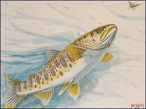 Michael Simon Angling Art - Hand Colored Japanese Amago (Lithograph) 